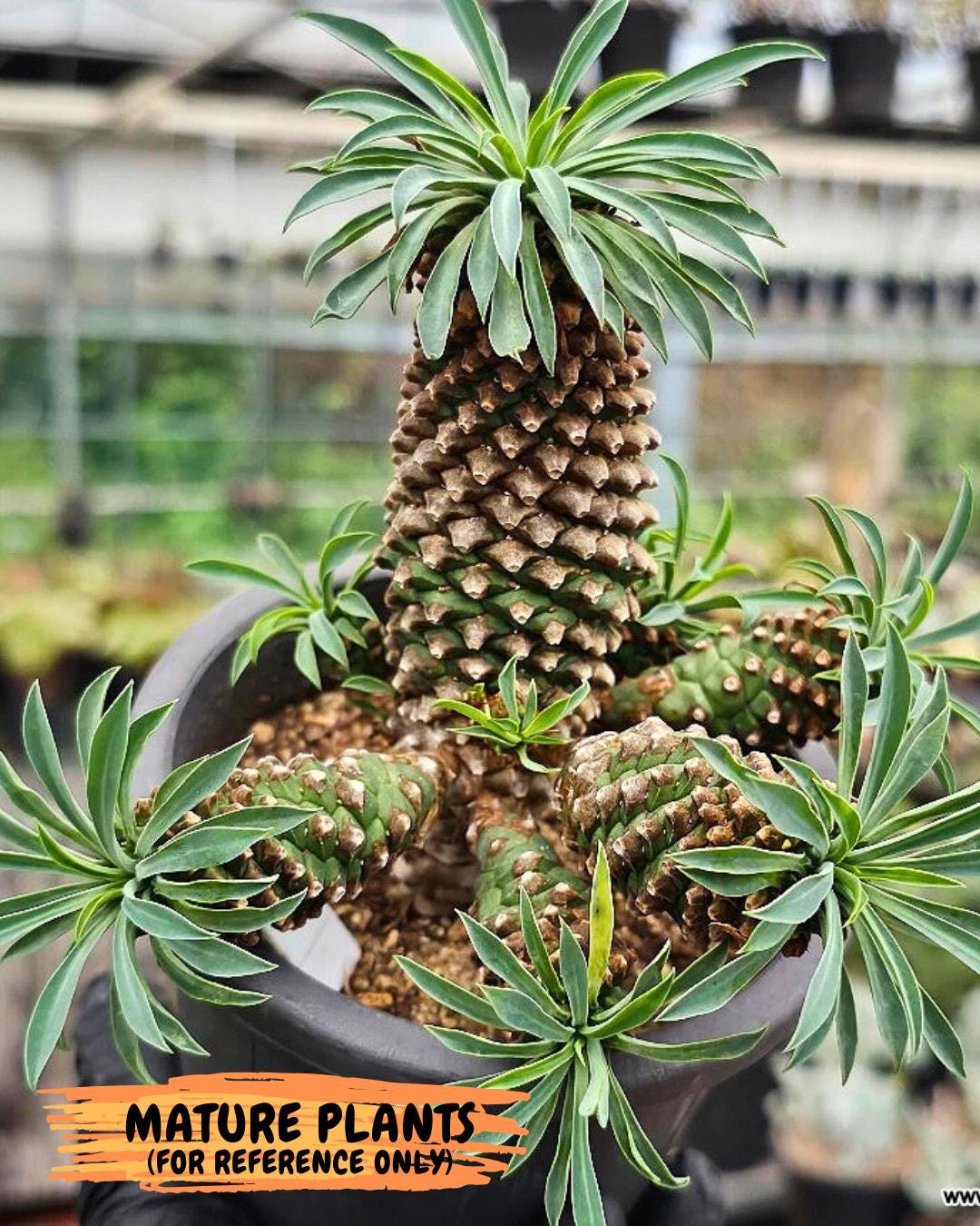 Euphorb Kaimagyoku or Hypogaea | Imported Plants