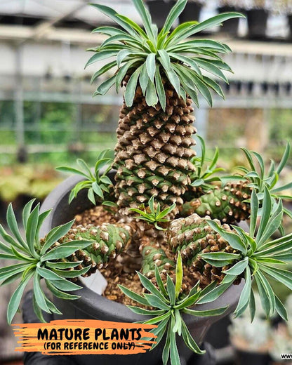 Euphorb Kaimagyoku or Hypogaea (Green) | Imported Plants