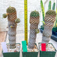 Euphorb Kaimagyoku or Hypogaea | Imported Plants