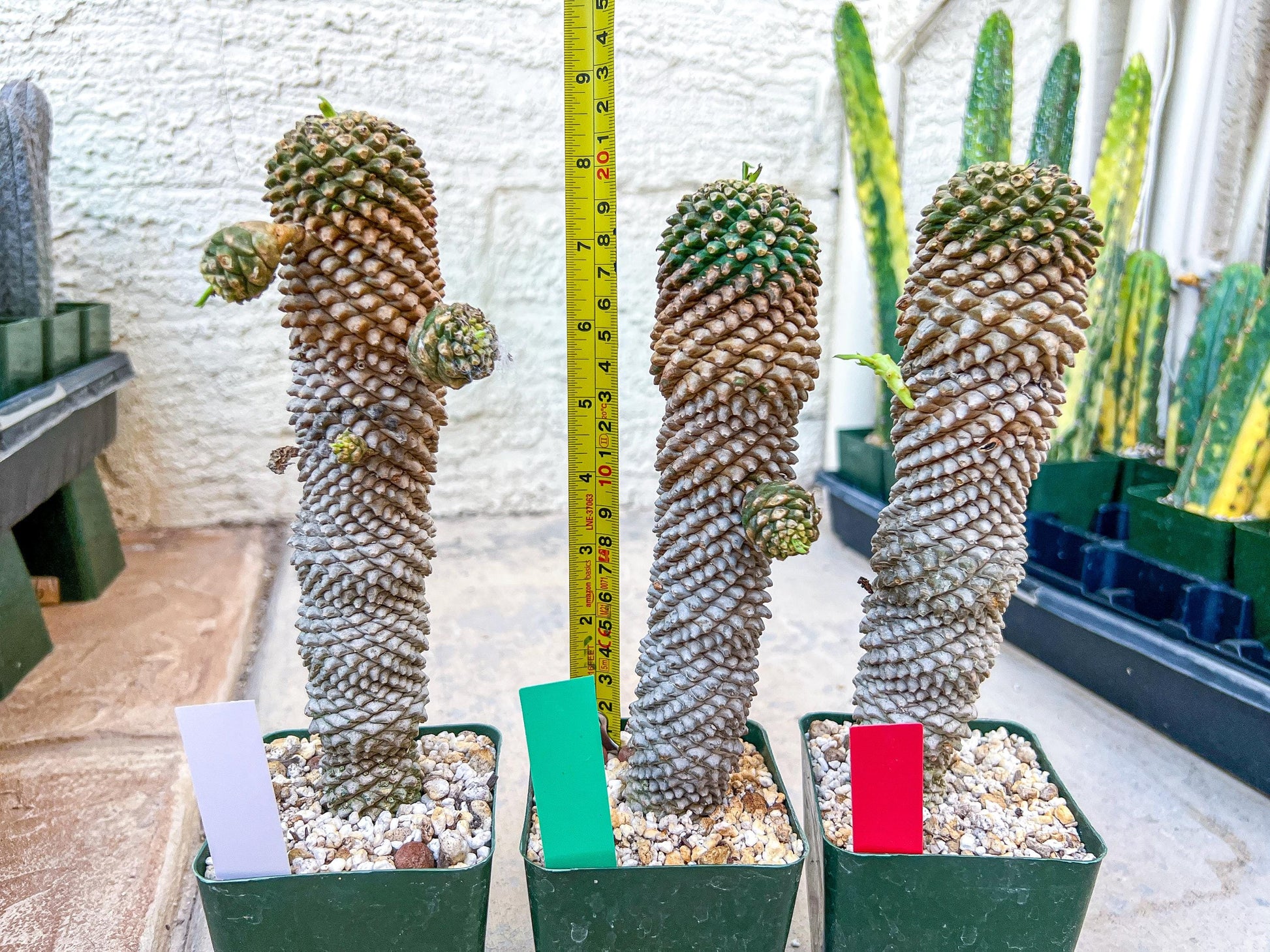 Euphorb Kaimagyoku or Hypogaea | Imported Plants