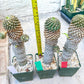 Euphorb Kaimagyoku or Hypogaea | Imported Plants
