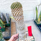 Euphorb Kaimagyoku or Hypogaea | Imported Plants
