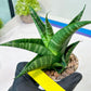 Sansevieria Black Diamond (#35) | Rare Import | Hybrids