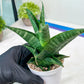 Sansevieria Black Diamond (#35) | Rare Import | Hybrids