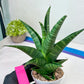 Sansevieria Black Diamond (#35) | Rare Import | Hybrids