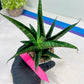 Sansevieria Black Diamond (#35) | Rare Import | Hybrids