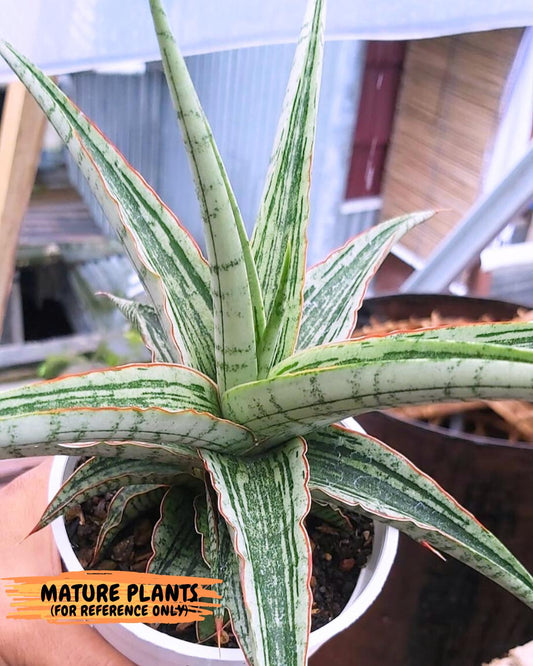 Sansevieria Cinta (#H36) | Imported Hybrids