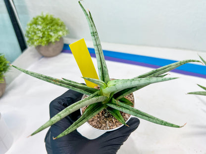 Sansevieria Cinta (#H36) | Imported Hybrids