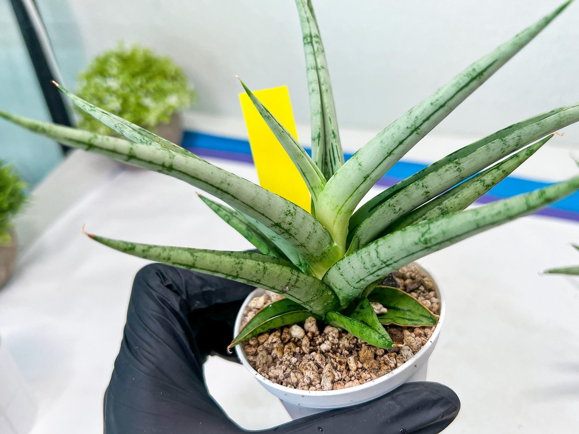 Sansevieria Cinta (#H36) | Imported Hybrids