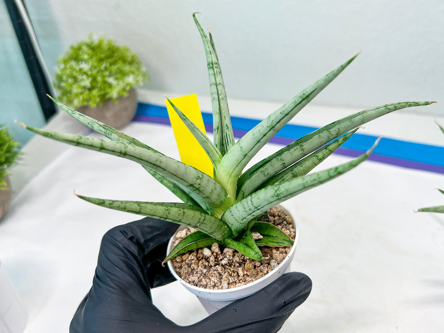 Sansevieria Cinta (#H36) | Imported Hybrids