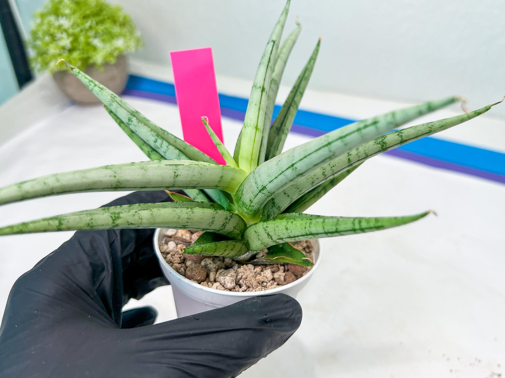 Sansevieria Cinta (#H36) | Imported Hybrids