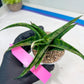 Sansevieria Dampit (#H37) | Imported New Hybrids