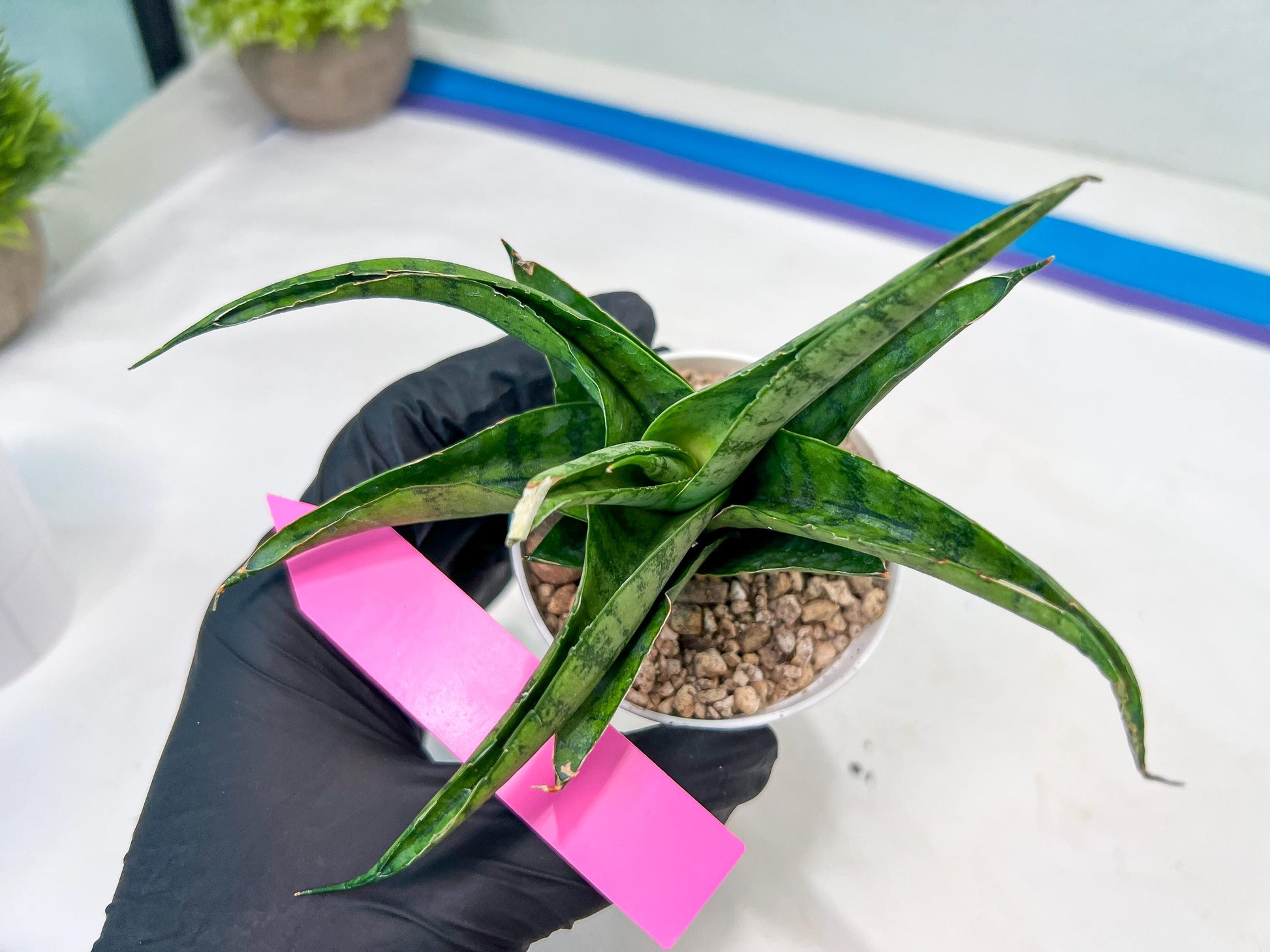 Sansevieria Dampit (#H37) | Imported New Hybrids