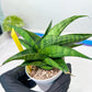 Sansevieria Dampit (#H37) | Imported New Hybrids