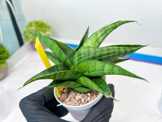 Sansevieria Dampit (#H37) | Imported New Hybrids