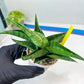 Sansevieria Dampit (#H37) | Imported New Hybrids