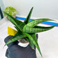 Sansevieria Dampit (#H37) | Imported New Hybrids