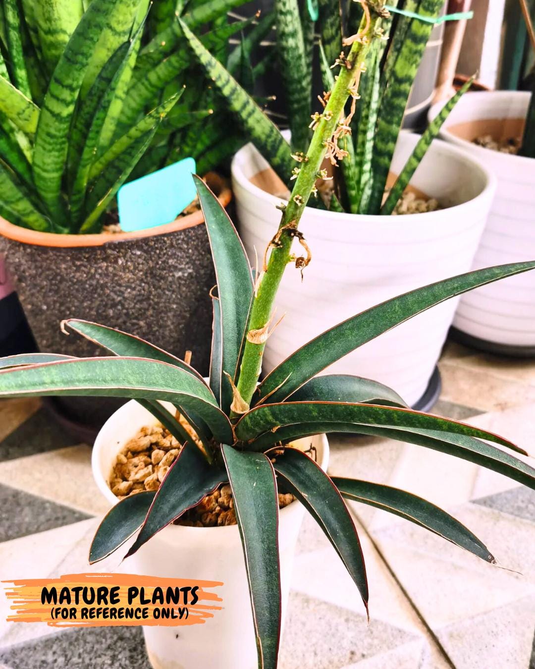 Sansevieria Aethiopica (Ha22) (y) | Imported Snake Plants