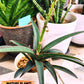 Sansevieria Aethiopica (#H22) | Imported Snake Plants