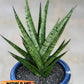 Sansevieria Galaxy (#H39) | Imported Hybrids