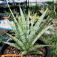 Sansevieria Galaxy (#H39) | Imported Hybrids