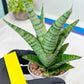 Sansevieria Galaxy (#H39) | Imported Hybrids