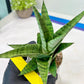 Sansevieria Galaxy (#H39) | Imported Hybrids