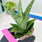 Sansevieria Galaxy (#H39) | Imported Hybrids