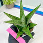 Sansevieria Galaxy (#H39) | Imported Hybrids