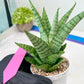 Sansevieria Galaxy (#H39) | Imported Hybrids