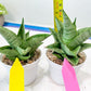 Sansevieria Kahyangan (#H40) | Imported Hybrids