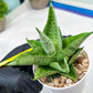 Sansevieria Kahyangan (#H40) | Imported Hybrids