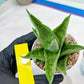 Sansevieria Kahyangan (#H40) | Imported Hybrids