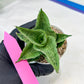 Sansevieria Kahyangan (#H40) | Imported Hybrids