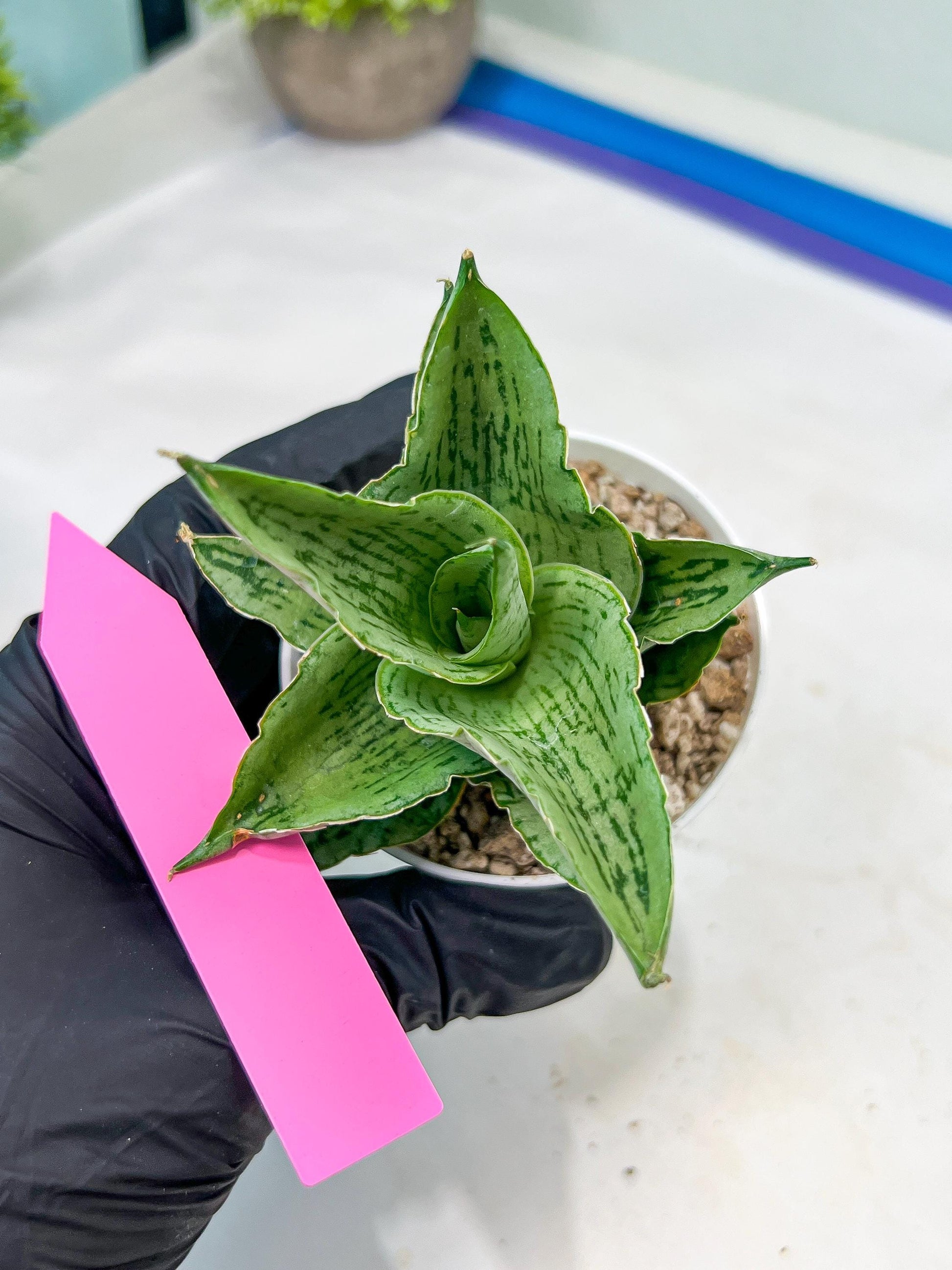 Sansevieria Kahyangan (#H40) | Imported Hybrids