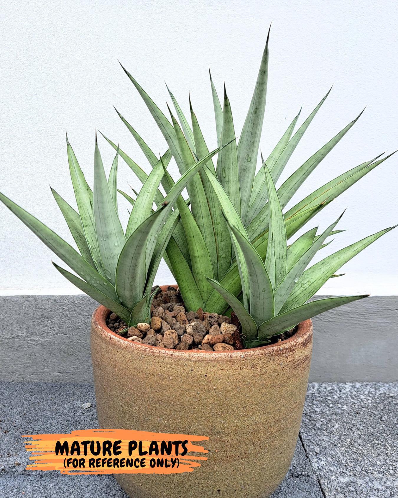 Sansevieria Kumara (#H41) | Imported Hybrids