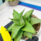Sansevieria Kumara (#H41) | Imported Hybrids