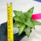 Sansevieria Kumara (#H41) | Imported Hybrids