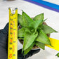 Sansevieria Kumara (#H41) | Imported Hybrids