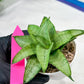 Sansevieria Kumara (#H41) | Imported Hybrids