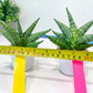 Sansevieria Manja (#H43) | Imported Hybrids