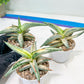 Sansevieria BLUE Cone White Variegated | Snake Plant | Rare Imported Plants