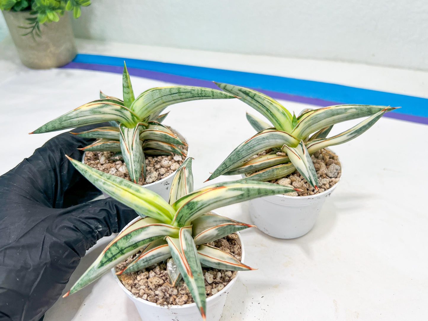 Sansevieria BLUE Cone White Variegated | Snake Plant | Rare Imported Plants