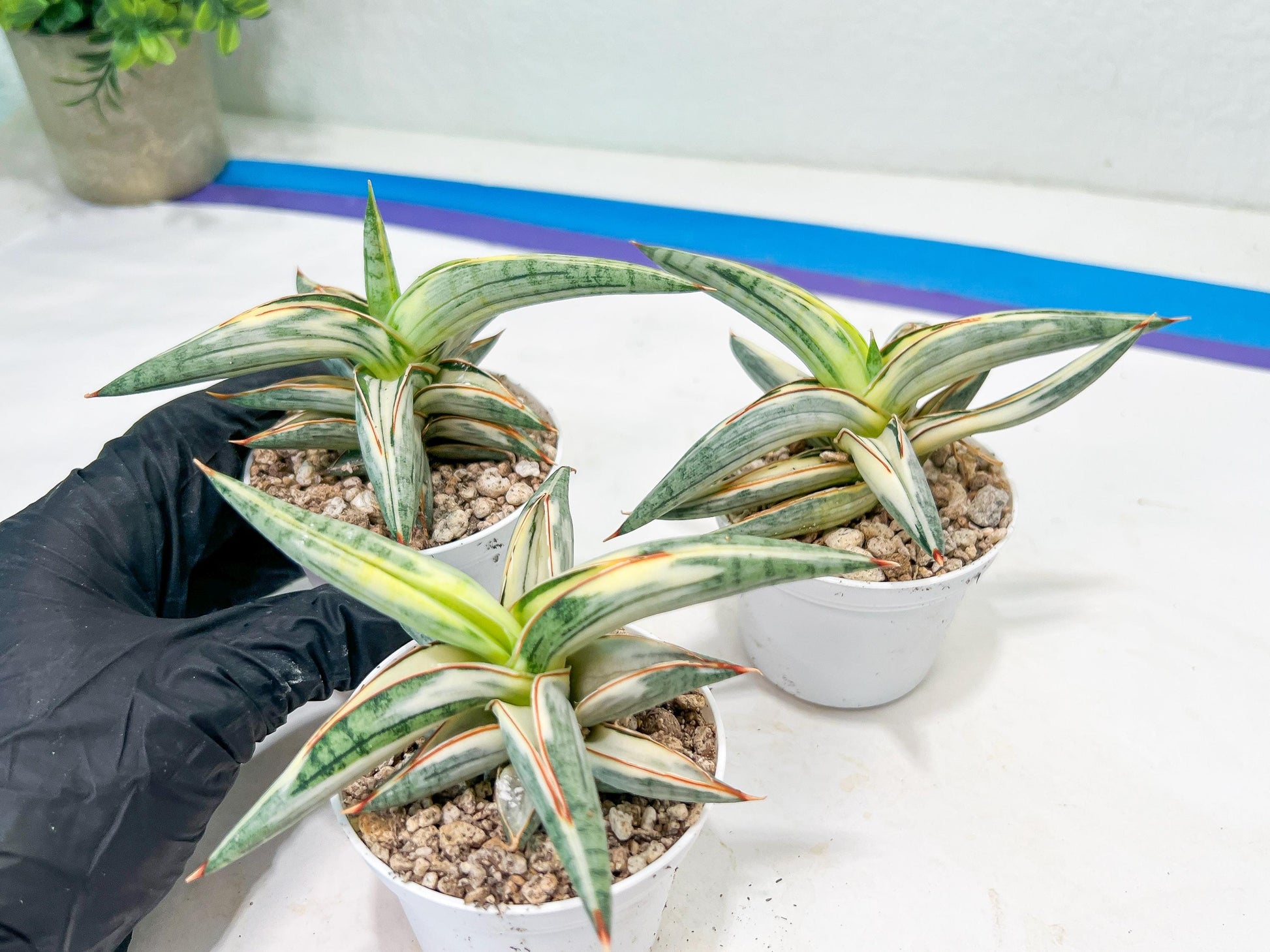 Sansevieria BLUE Cone White Variegated | Snake Plant | Rare Imported Plants