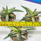 Sansevieria BLUE Cone White Variegated | Snake Plant | Rare Imported Plants