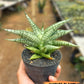 Sansevieria Manja (#H43) | Imported Hybrids