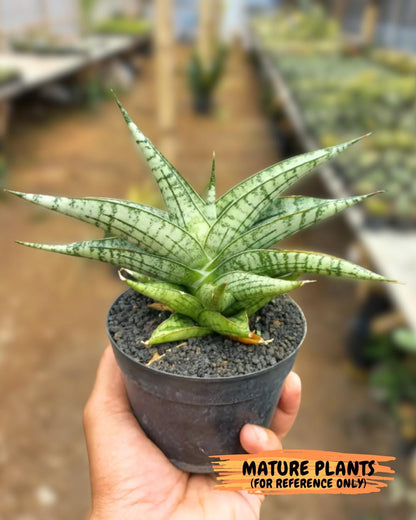 Sansevieria Manja (#H43) | Imported Hybrids