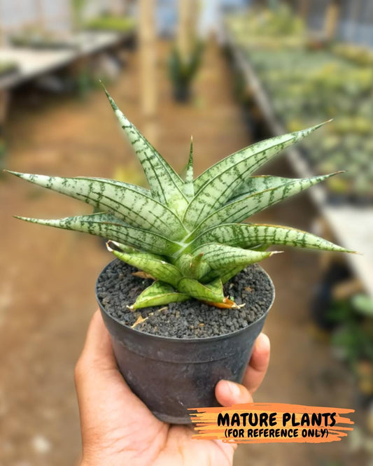 Sansevieria Manja (ba2) (6) | Imported Hybrids