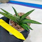 Sansevieria Manja (#H43) | Imported Hybrids