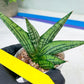 Sansevieria Manja (#H43) | Imported Hybrids